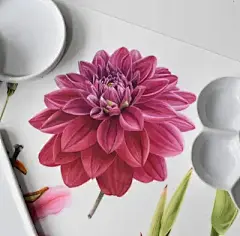 水彩--大丽菊-菊类 - 高清图片，堆糖，美图壁纸兴趣社区