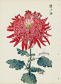 from Art of the Japanese Chrysanthemum