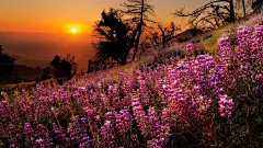 ID-934860-夕阳下的紫色花壁纸高清大图