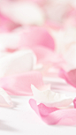 粉红玫瑰花瓣底纹背景- HTML素材网