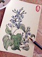 发点平时练习的花草谱…