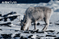 Svalbard reindeer spp. <i>platyrhynchus</i> grazing in snow