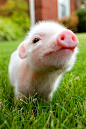 #小猪# #动物# #草地# 