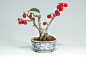 ウメモドキA（うめもどき・梅擬）実もの盆栽の販売と育て方・作り方・Ilex serrata bonsai