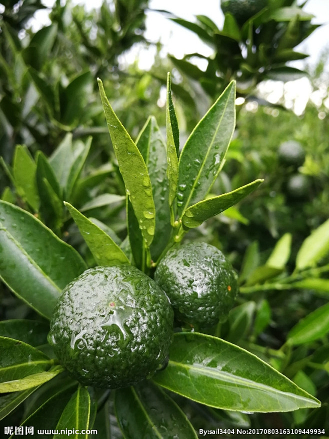 小青柑