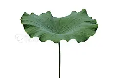 Lotus leaf