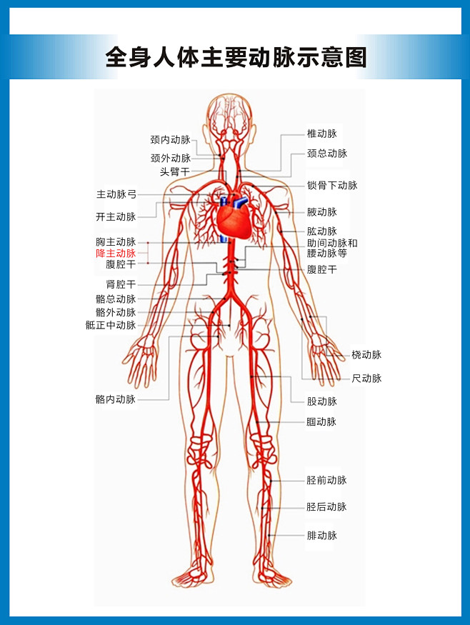 人体动脉结构分布图