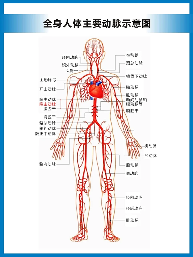 人体动脉结构分布图-花瓣网