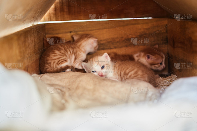 动物的巢,小猫,克拉文村,猫食,防晒霜,...