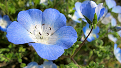 冷暖几何采集到花蕊