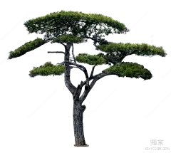 PNG免抠造型松高杆黑松贴图下载【ID:1154814374】