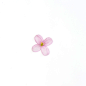 影棚拍摄,粉色,花,花瓣,摄影_115005174_Single pink Clematis Flower_创意图片_Getty Images China