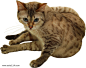 猫PNG图片png免抠元素动物元素背景装饰免扣图片