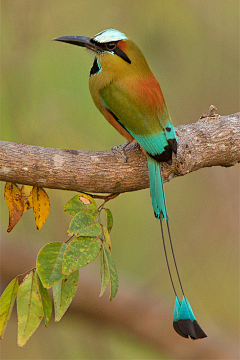 puyuanxuan-绿采集到BIRD