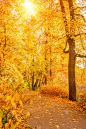 枫树,季节,秋天,叶子,地形,背景,枝,前景聚焦,十月,橙色