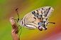 Papilio Machaon by Vittorio Garatti on 500px