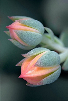 小小金燕子采集到花花草草