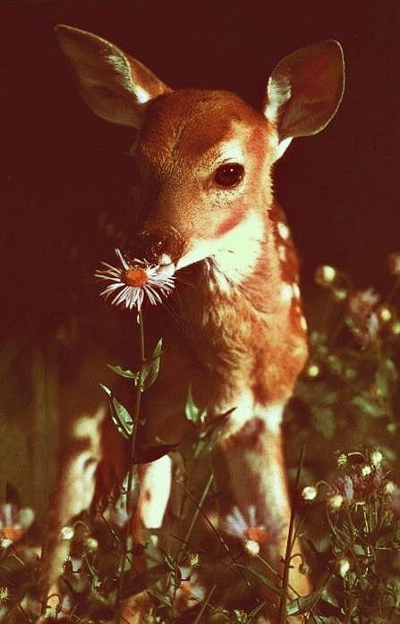 (96) Tumblr