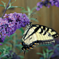 butterflybush