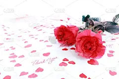 白色背景上的红玫瑰，五颜六色的花，花卉艺术墙纸，情人节快乐，贺卡
