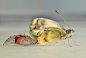 A piece of fine art art photography titled Birth of a Butterfly by Mascha van Lynden