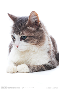 JHmYtCNR采集到猫