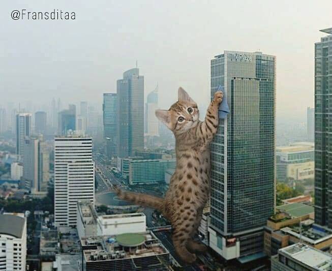 巨型橘猫入侵 讲真的这种怪物出现 我并不...