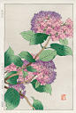 Hydrangea from Shodo Kawarazaki Spring Flower Japanese Woodblock Prints