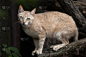 沙猫,欧洲野猫,非洲野猫,野猫,食肉目,撒哈拉沙漠,野生猫科动物,水平画幅,无人