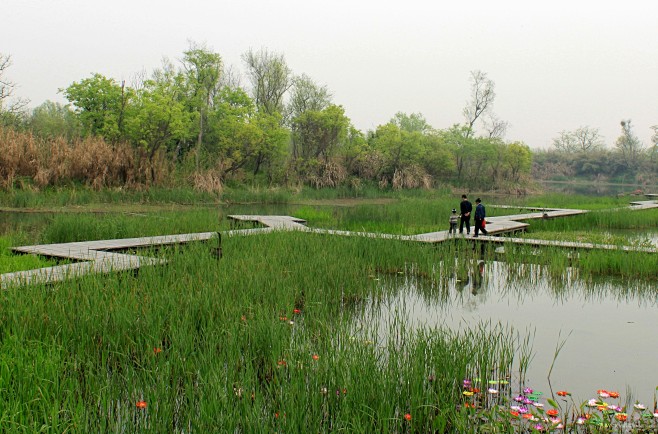 山东省微山湖国家湿地公园 (12)