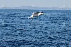 海鸥在蓝色背景的海面上飞翔