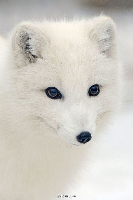 白狐，自带仙气的一种动物，感觉遇到了雪中...