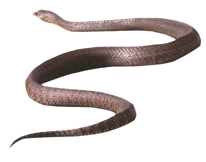 snake-01