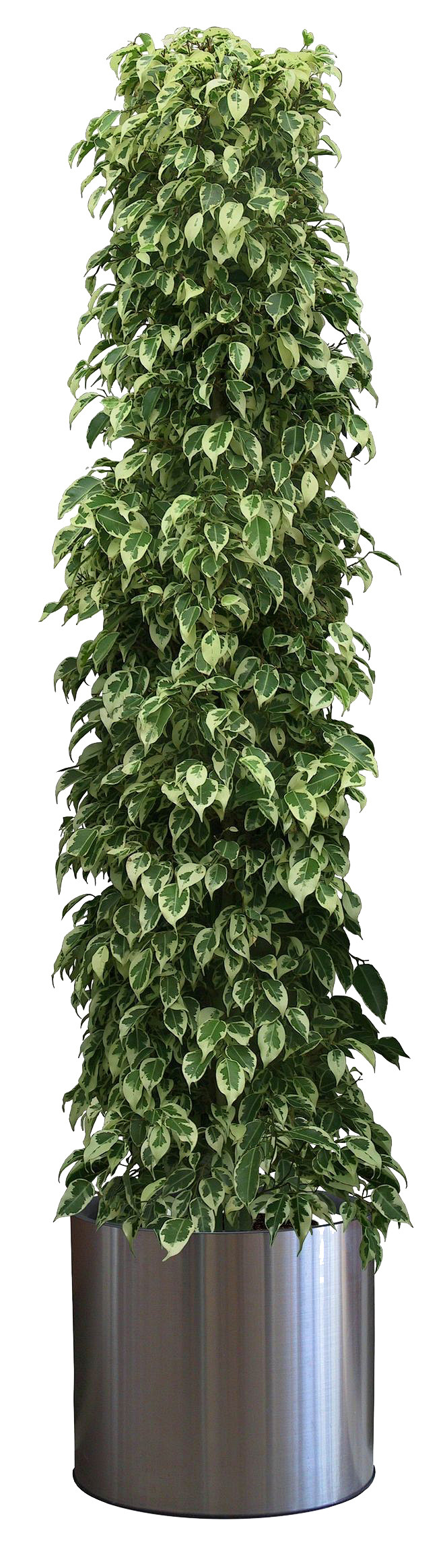 花叶垂榕盆栽
