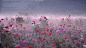 Poppy Field on a Misty Morning by Teruo Araya on 500px