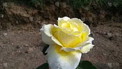 玫瑰花与可怕的名字在花园里