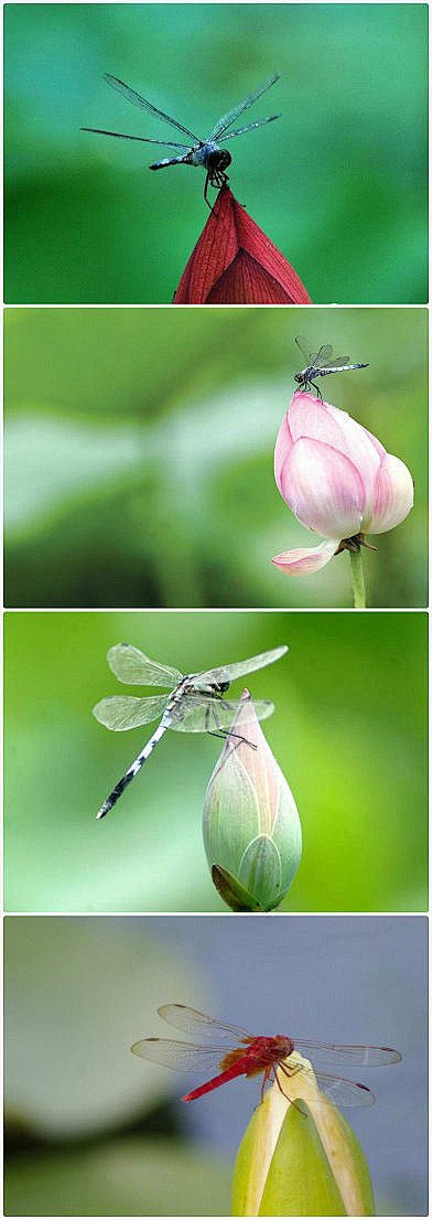 酥麻蜻蜓图片
