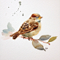 Watercolor Birds : Watercolor Birds