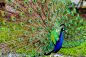 孔雀,绿色,自然美,孔雀羽毛,迈阿密,水平画幅,无人,鸟类,草,图像