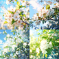 myaigc_White_flowers_blue_sky_trees_and_sun_shining_in_the_back_cf4ad9f8-2214-4525-8ce0-d129efd8a89b