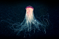 Aquatilis Expedition : #Aquatilis is on a quest to find the weirdest creatures that lurk in the deep. Have a look.