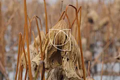 残荷#文字#的形式添加标签