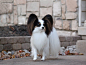 蝴蝶犬，英文名Papillon，又称蝶耳犬和巴比伦犬，体高20-28厘米，体重3-5公斤。原产于法国，Papillon的名称由来就是法国人命名的，在法语中Papillon就是蝴蝶的意思。起源于十六世纪，是欧洲最古老的品种之一。蝴蝶犬引进法国后，当时出入法国皇宫和贵族之门，成为权贵贵妇的掌中珍宝。19世纪时期法国及比利时的爱犬者，致力繁衍直立耳品种的蝴蝶犬，耳朵上的长毛直立装饰，犹如翩翩起舞的蝴蝶。美国及英国的蝴蝶犬爱好者也致力繁衍该品种，改良出比其它国家更小的体型蝴蝶犬，1935年正式获得纯正血统的认定。