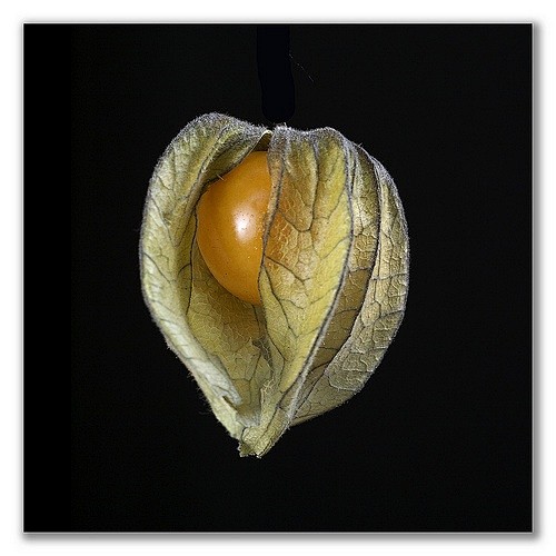 大栗子的相册-Physalis