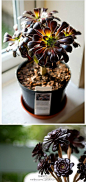 黑法师（Aeonium arboreum）景天科，原种莲花掌产于加那利群岛 ，是莲花掌的栽培品种。形态非常有型！不但应作为标本收集，一般家庭也可栽培。特别是用它和其他多肉植物一起组装盆景，观赏性倍增哦！