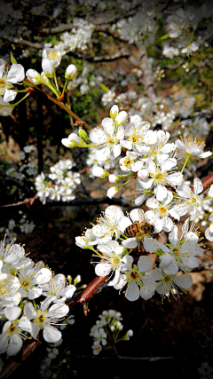 Dandan）采集到植物