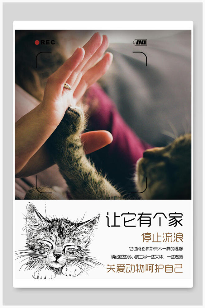关爱动物流浪猫宣传海报设计