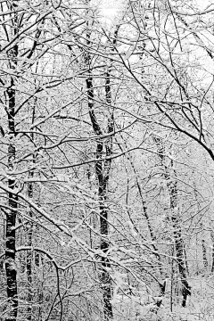 树林里安静的下雪天