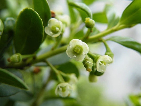 六月雪亦名碎叶冬青花镜六月开细白花枝叶扶疏大有逸致春间分种或