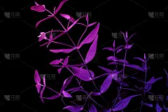 具有异国色彩的桉树叶子的选择焦点与黑色背景。装饰用的